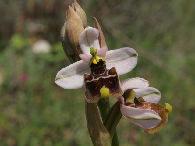 Ancora fioriture in Basilicata